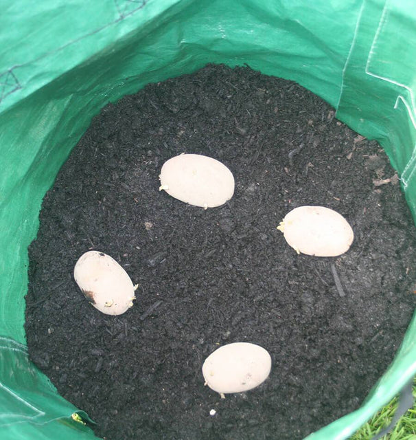 planting seed potatoes in grow bags Potato/Tomato Grow Bags (3 bags) – West Coast Seeds