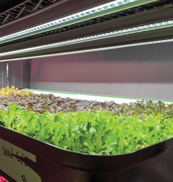 SunBlaster LED Grow Lights