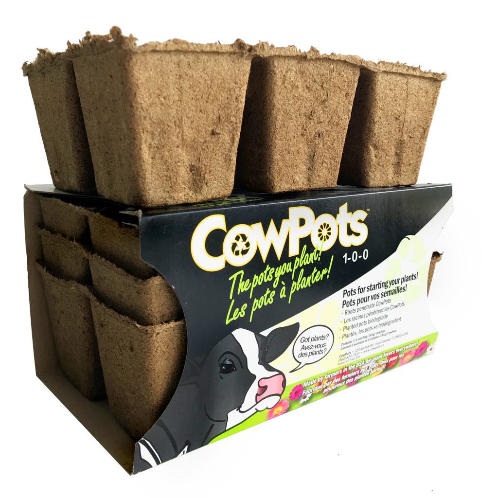 plant pots made from cow manure 3 Inch Cow Pots