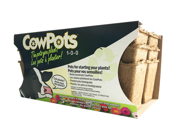 cow manure plant pots 3 Inch Cow Pots
