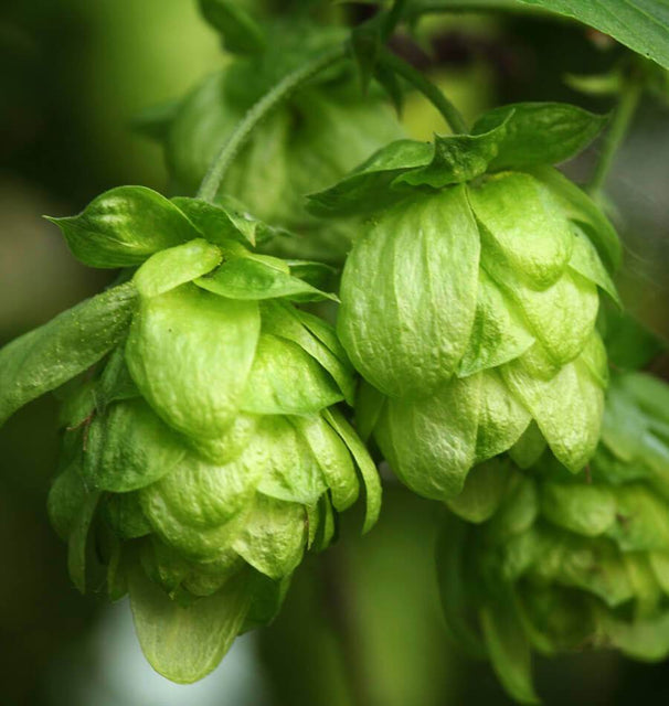 Cascade Organic Hops Rhizomes HO100-1
