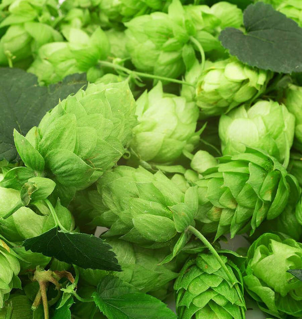 Centennial Organic Hops Rhizomes HO101-1