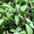 Cinnamon Basil
