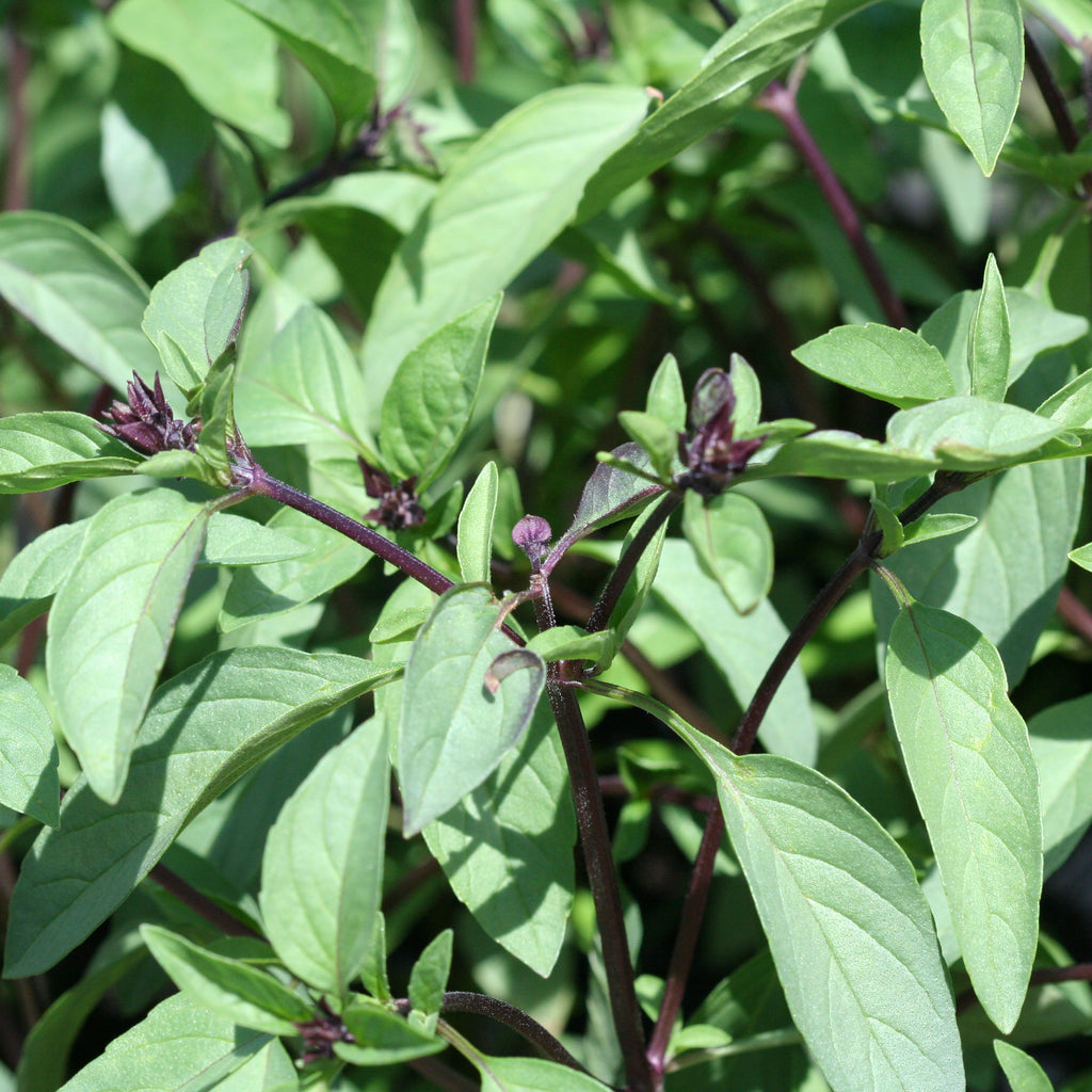cinnamon basil plant Cinnamon Basil