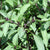 Cinnamon Basil
