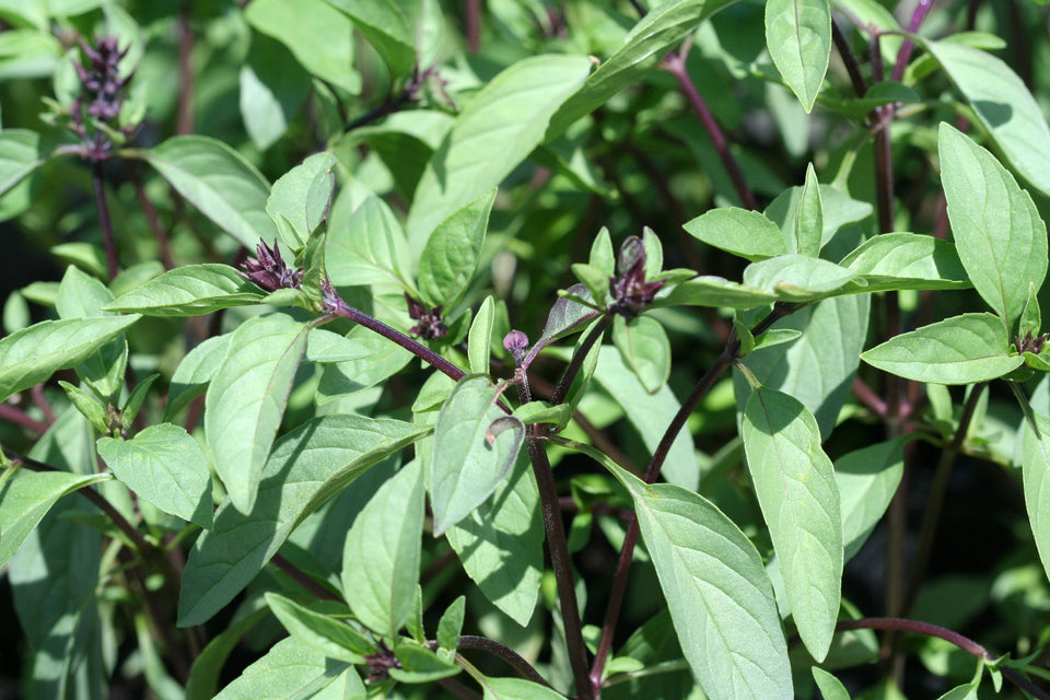cinnamon mint plant Cinnamon Basil