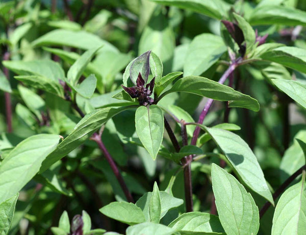 cinnamon basil companion plants Cinnamon Basil
