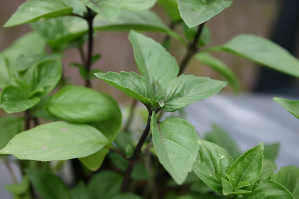 Cinnamon Basil Organic