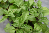 Cinnamon Basil Certified Organic