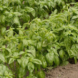 Genovese Organic