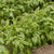 Genovese Organic