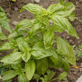 Genovese Organic