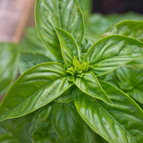 Genovese Organic