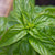 Genovese Organic
