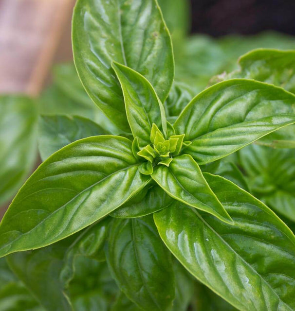 Genovese Organic