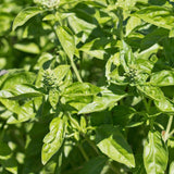 Genovese Organic