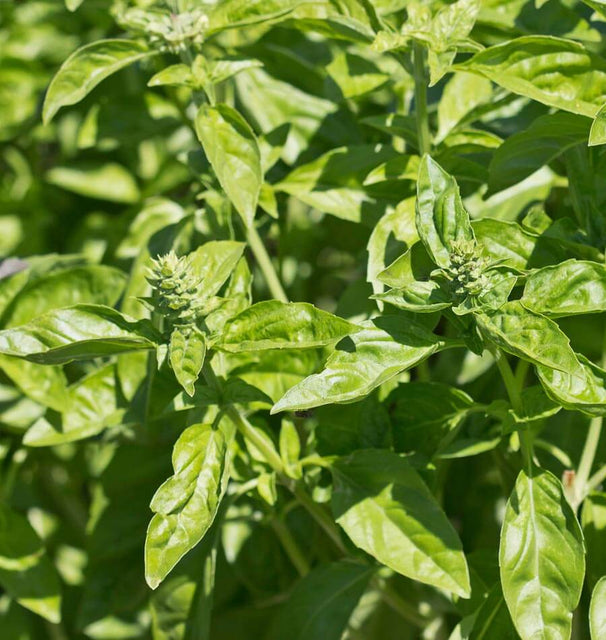Genovese Organic