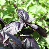 Red Rubin Organic Basil Seeds HR1020-1