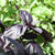 Red Rubin Organic Basil Seeds HR1020-1