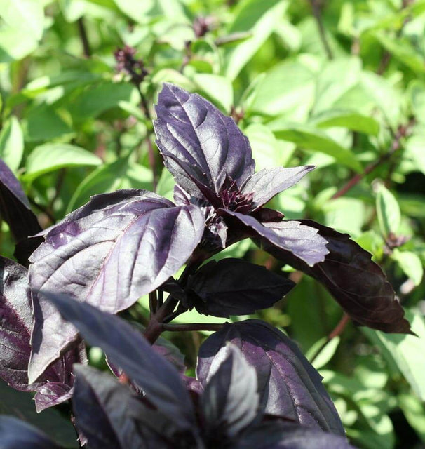 Red Rubin Organic Basil Seeds HR1020-1