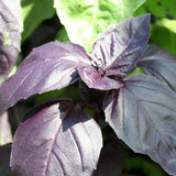 Red Rubin Organic