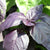 Red Rubin Organic