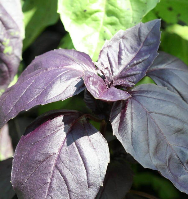Red Rubin Organic