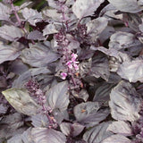 Red Rubin Organic