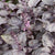 Red Rubin Organic
