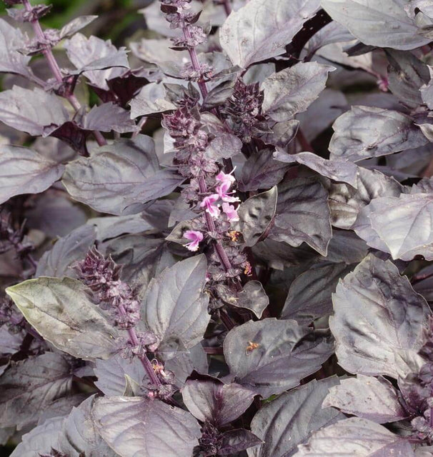Red Rubin Organic