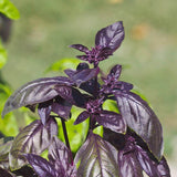 Red Rubin Organic
