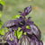 Red Rubin Organic