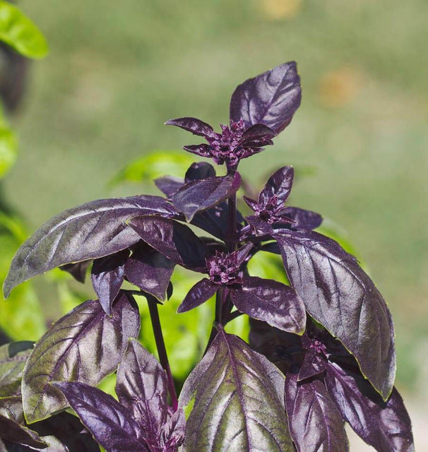 Red Rubin Organic