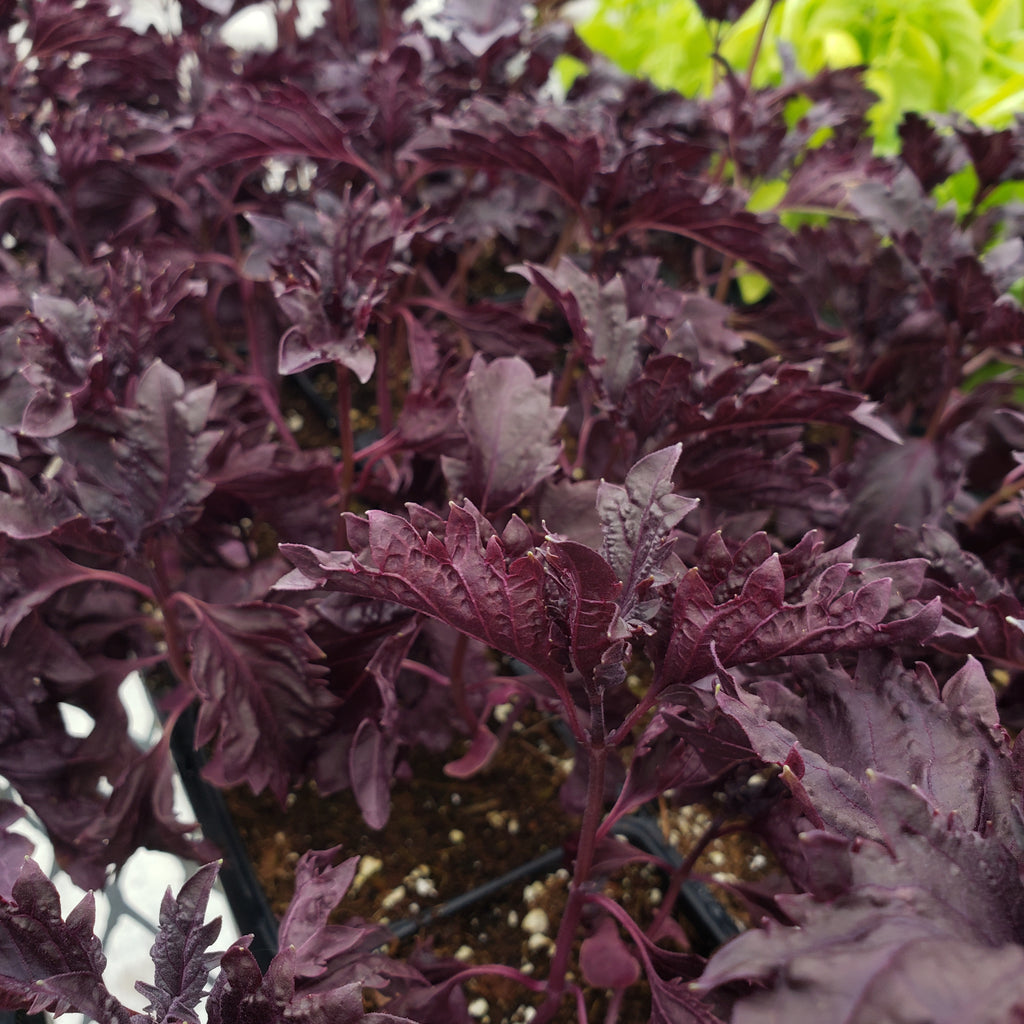 Purple Ruffles Basil Seeds – West Coast Seeds