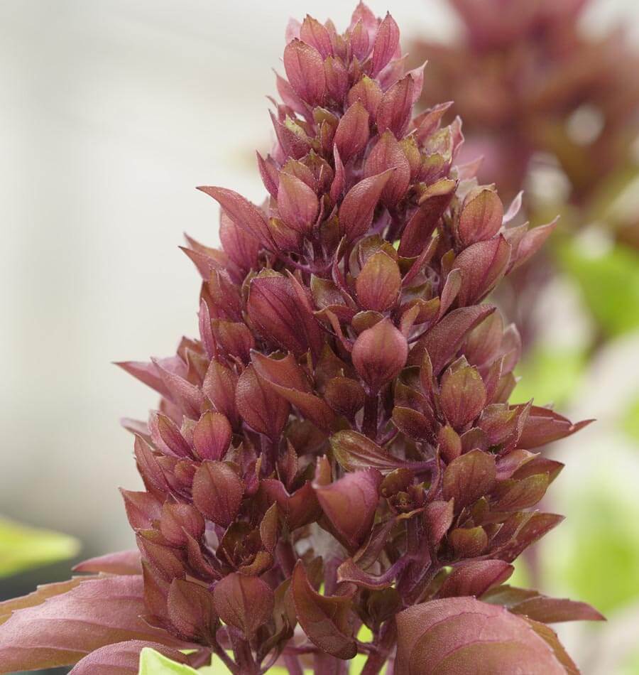 Cardinal Organic Basil Seeds – West Coast Seeds