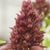 Cardinal Basil is delicious