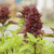 Cardinal Ornamental Basil Seeds