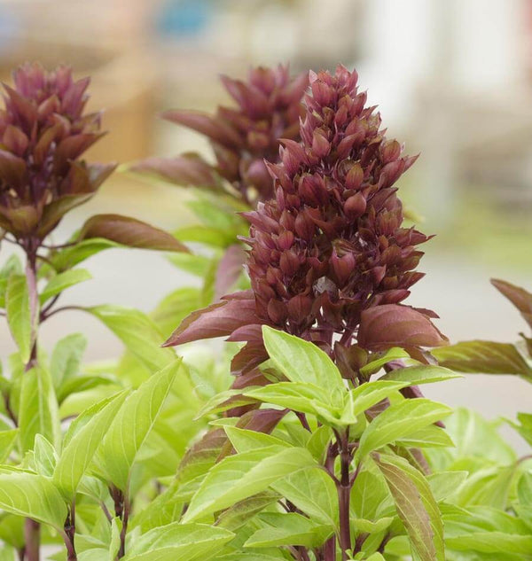 Cardinal Ornamental Basil Seeds