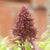Cardinal Basil Seeds