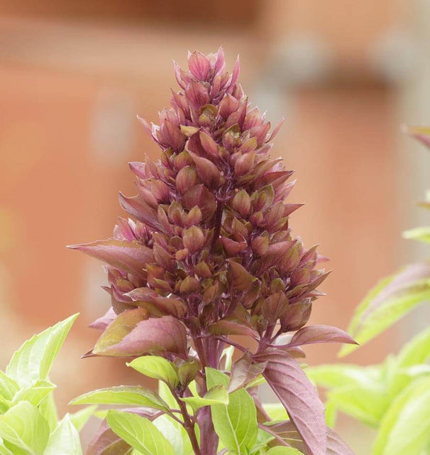 Cardinal Organic Basil Seeds – West Coast Seeds