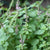Holy Basil Organic