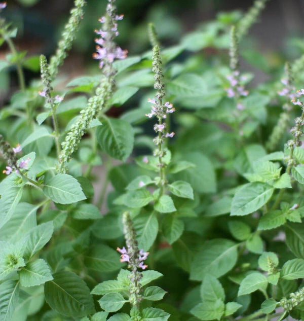 Holy Basil Organic