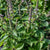 Holy Basil Organic