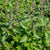 Holy Basil Organic