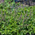 Holy Basil Organic