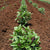 Sweet Thai Basil Organic