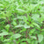 Sweet Thai Basil Organic