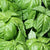 Lettuce Leaf