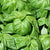 Lettuce Leaf Basil