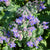 Borage
